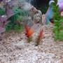 75 gallons saltwater fish tank (mostly fish, little/no live coral) - my fire fin goby