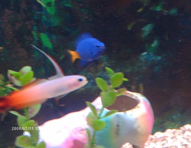 saltwater fish - nemateleotris magnifica - firefish stocking in 75 gallons tank - my yellow tailed damsel and my fire fin goby