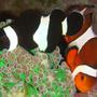 saltwater fish - amphiprion ocellaris var. - black and white ocellaris clownfish stocking in 30 gallons tank - my feesh