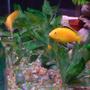 40 gallons freshwater fish tank (mostly fish and non-living decorations) - One of my males....perfect yellow/gold
