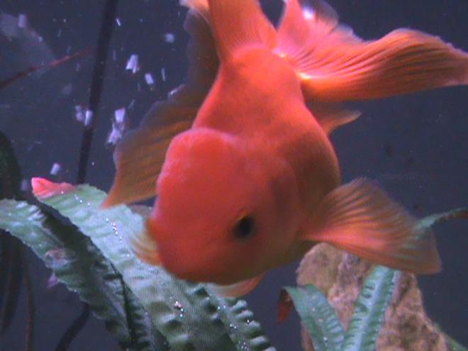 freshwater fish - carassius auratus - telescope goldfish stocking in 27 gallons tank - Erin