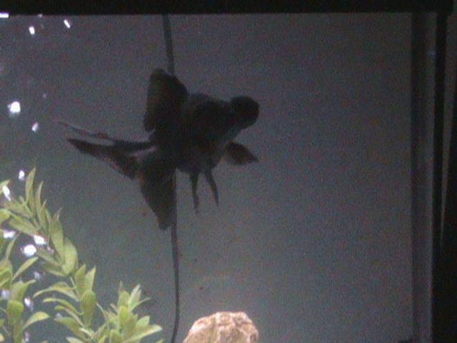 freshwater fish - carassius auratus - black moor goldfish stocking in 27 gallons tank - Rijel