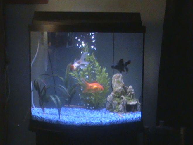 27 gallons freshwater fish tank (mostly fish and non-living decorations) - my tank (please understand that the picture is of poor quality)