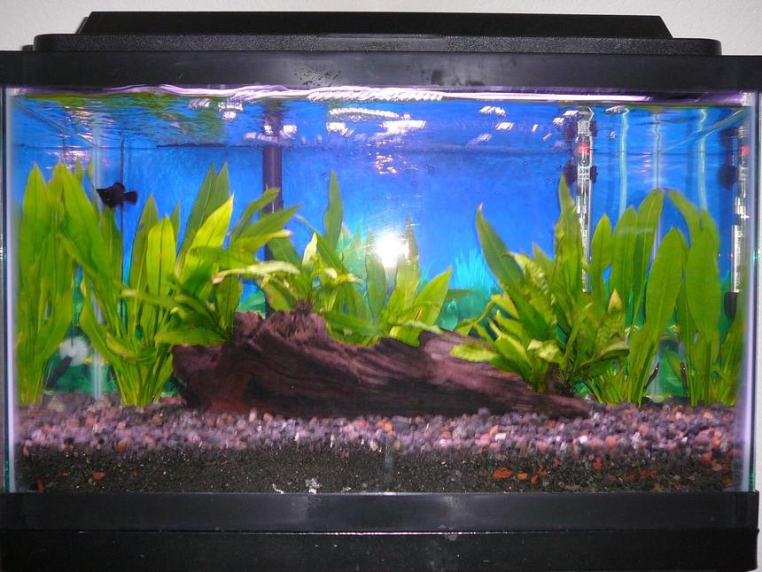 Rated #3293: 10 Gallons Freshwater Fish Tank - 02 July 2008 (1 Balloon Molly, 1 Otocinclus Catfish, Java Fern, Amazon Sword)