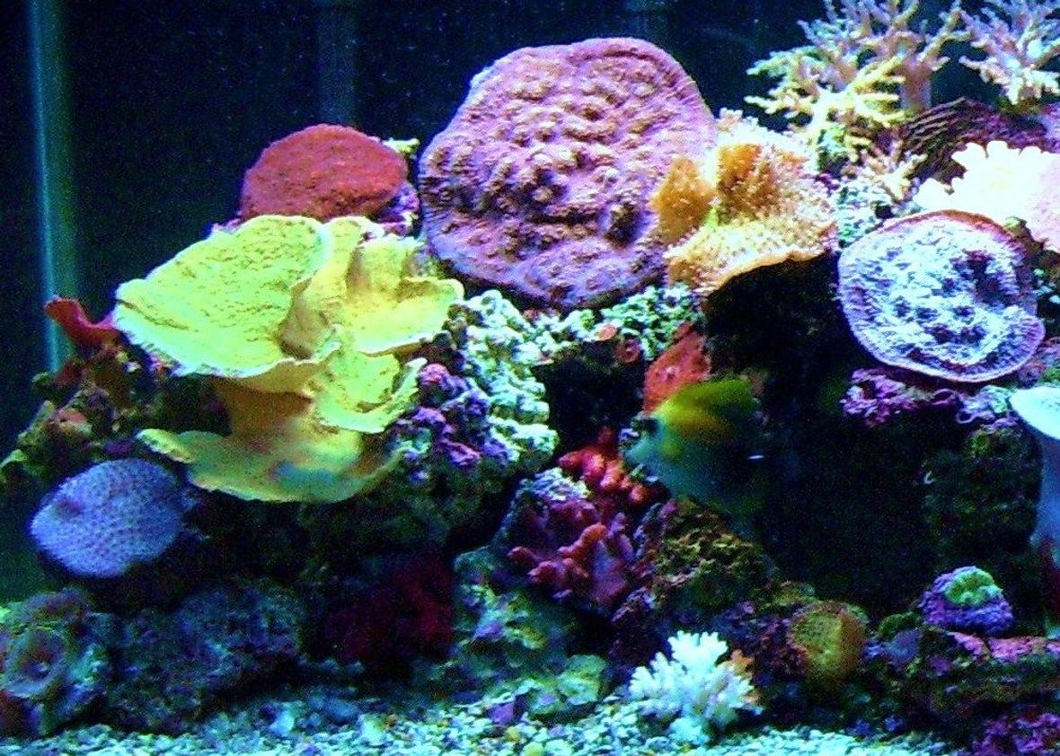 75 gallons reef tank (mostly live coral and fish) - 75 gallon reef tank