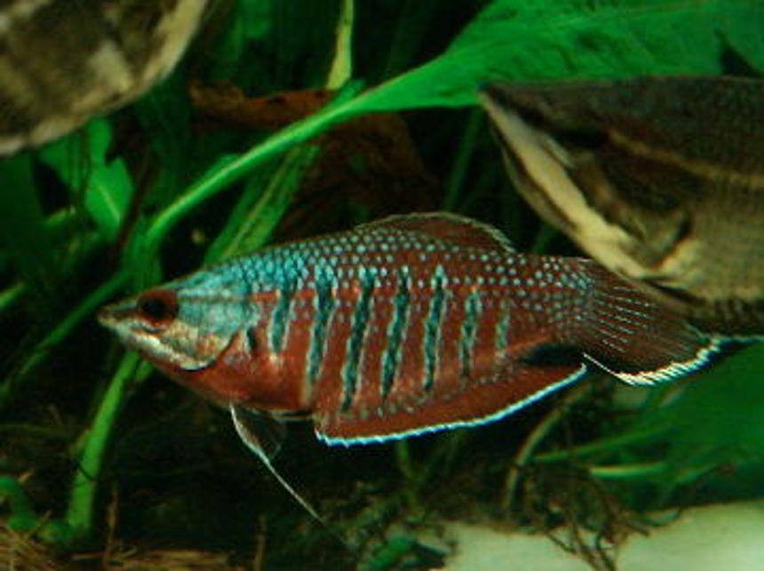 Rated #723: Freshwater Fish - Sphaerichthys Vaillanti - Samurai Gourami Stocking In 999 Gallons Tank - sphaeichthys vaillanti - samurai gourami (female in breeding garb)