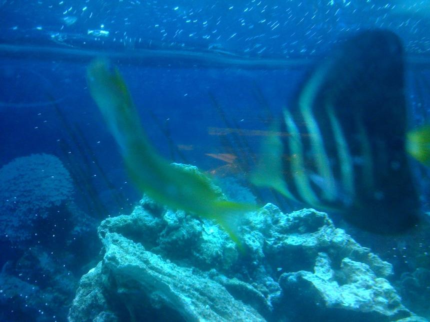 Rated #111: Saltwater Fish - Zebrasoma Veliferum - Sailfin Tang Stocking In 75 Gallons Tank - Midas blenny  and sailfin tang