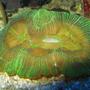 corals inverts - trachyphyllia geoffroyi - brain coral, trachyphyllia stocking in 75 gallons tank - Open brain coral with open mouth