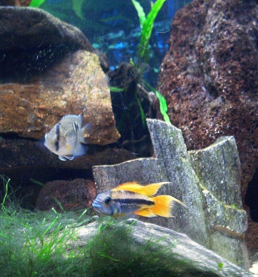 Rated #1471: Freshwater Fish - Cleithracara Maronii - Keyhole Cichlid Stocking In 55 Gallons Tank - Orange Flash and Keyhole Cichlids