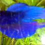 freshwater fish - betta splendens - betta - male stocking in 10 gallons tank - Betta Picture-1