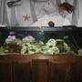 125 gallons freshwater fish tank (mostly fish and non-living decorations) - 125 Gal. Mixed Aftrican Tank