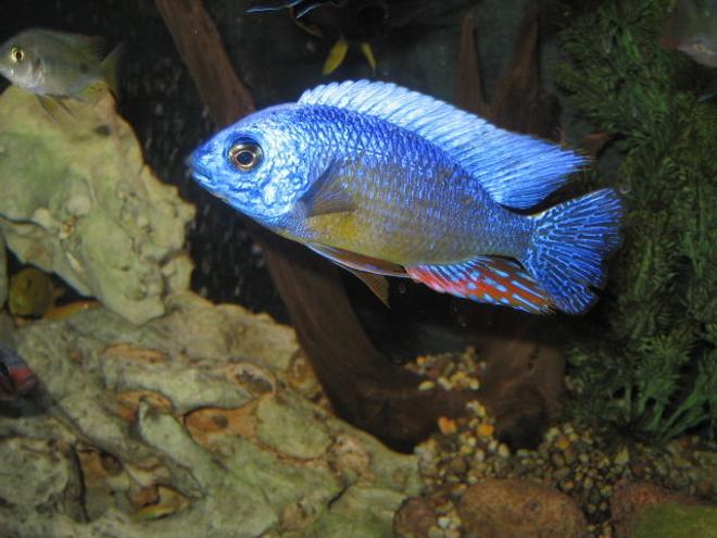 freshwater fish - protomelas steveni - taiwan reef stocking in 125 gallons tank - Taiwan Reef