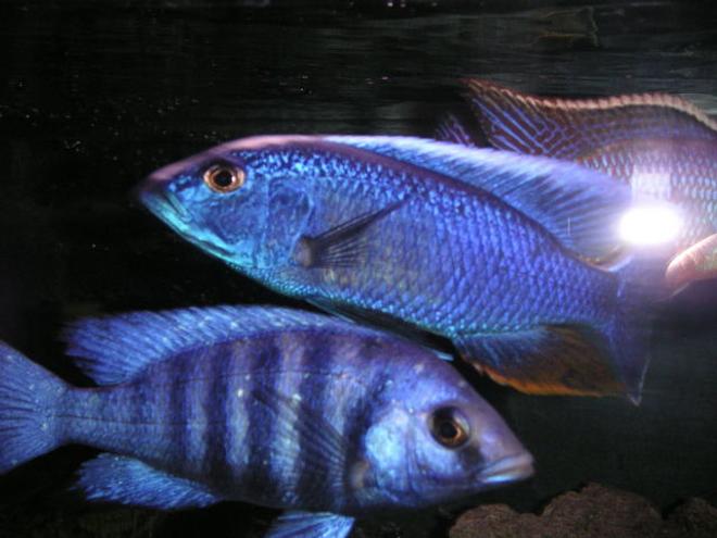 freshwater fish - protomelas steveni - taiwan reef stocking in 125 gallons tank - ANYONE HUNGRY?