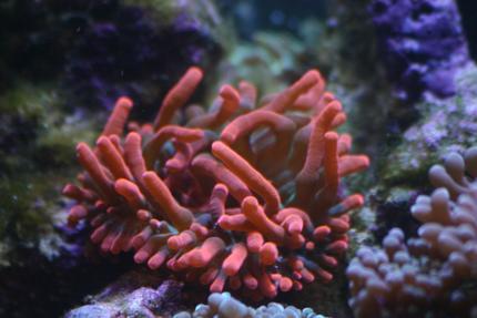 corals inverts - entacmaea quadricolor - rose bulb anemone stocking in 130 gallons tank - Rose anemone