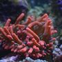 corals inverts - entacmaea quadricolor - rose bulb anemone stocking in 130 gallons tank - Rose anemone