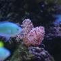corals inverts - protula bispiralis - hard tube coco worm stocking in 130 gallons tank - Coco worm and chromis