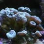 corals inverts - caulastrea furcata - candy cane coral stocking in 130 gallons tank - Candy cane