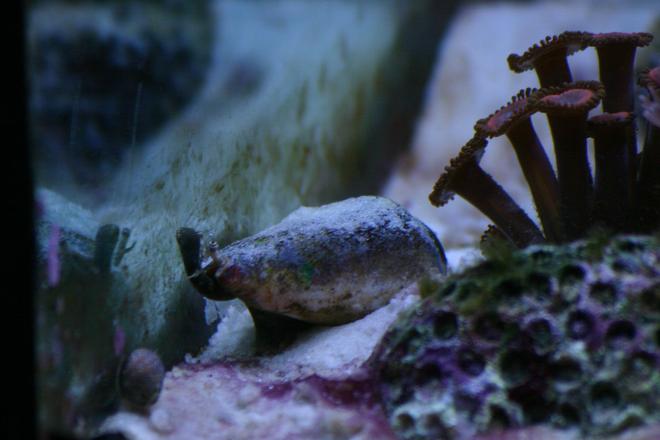 corals inverts - zoanthus sp. - button polyp stocking in 130 gallons tank - Conch and some zoos...