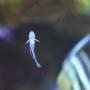 saltwater fish - elacatinus oceanops - neon goby stocking in 130 gallons tank - Neon goby, cleans other fishes...