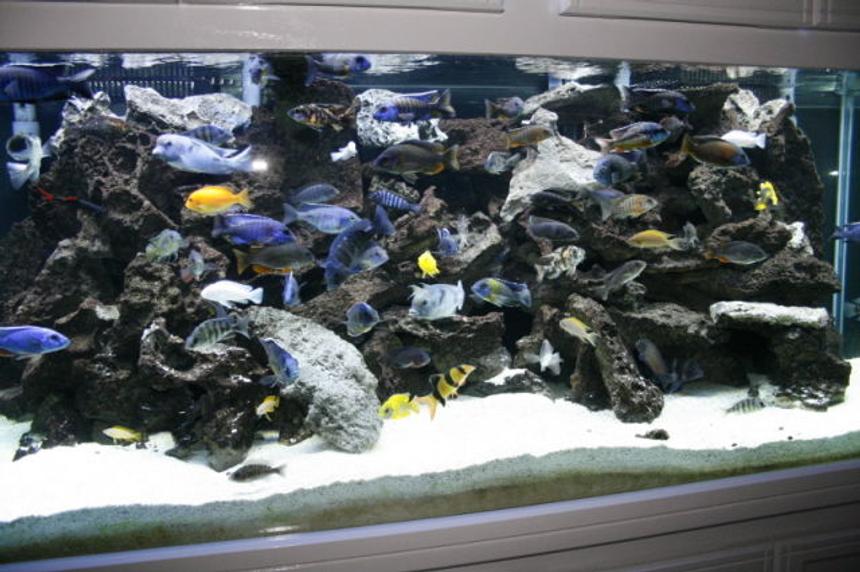 Rated #19: 210 Gallons Freshwater Fish Tank - my show tank
