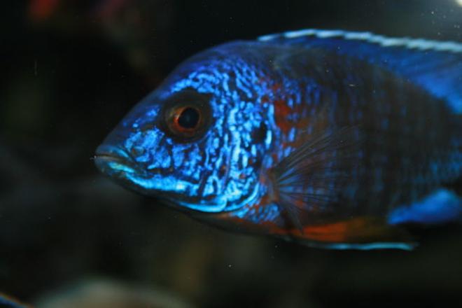 freshwater fish - aulonocara stuartgranti - ngara flametail stocking in 210 gallons tank - look