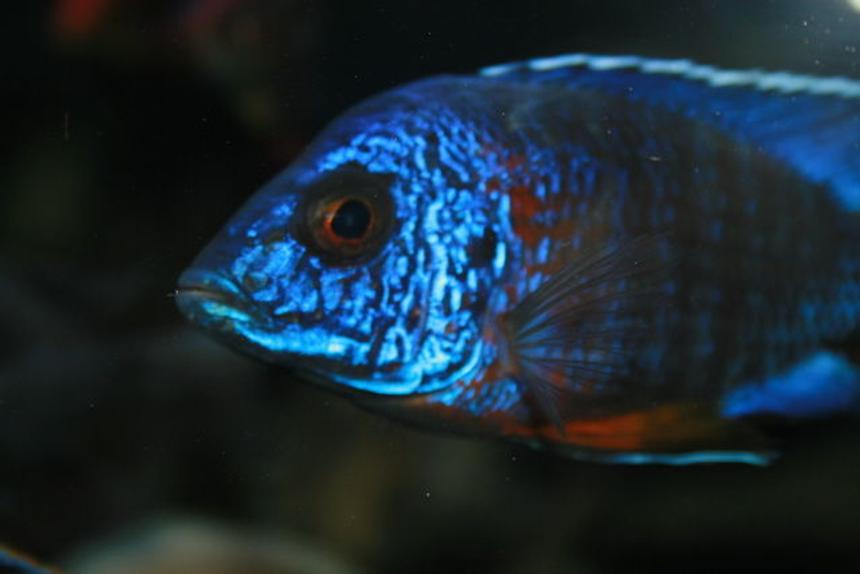 Rated #88: Freshwater Fish - Aulonocara Stuartgranti - Ngara Flametail Stocking In 210 Gallons Tank - look