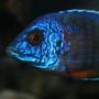 freshwater fish - aulonocara stuartgranti - ngara flametail stocking in 210 gallons tank - look