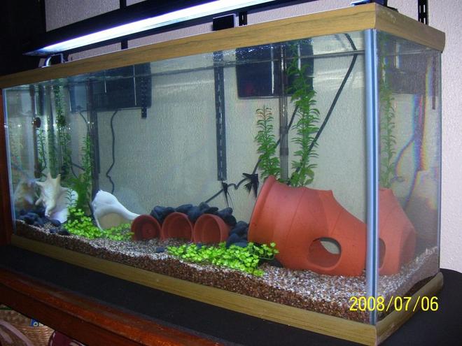 75 gallons planted tank (mostly live plants and fish) - 75g with 2 black angels and 2 albino corys. Fake plants for now!  200 watt heater and 110 watts of lighting!