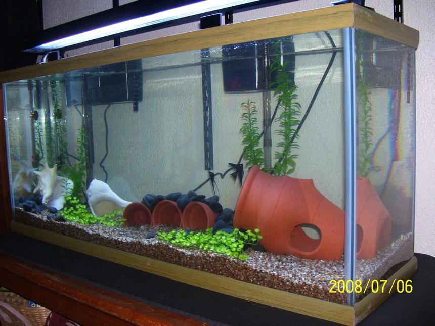 Rated #2188: 75 Gallons Planted Tank - 75g with 2 black angels and 2 albino corys. Fake plants for now!  200 watt heater and 110 watts of lighting!