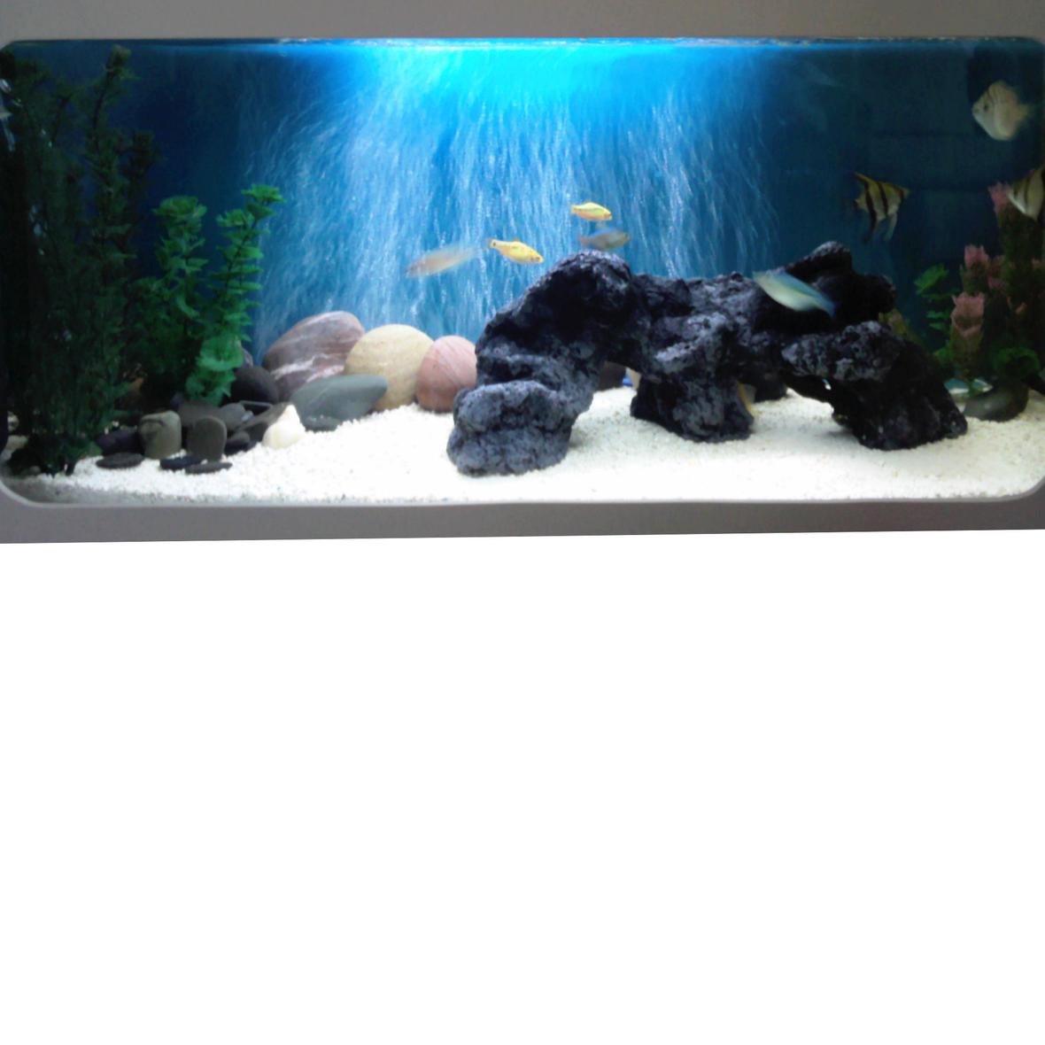 freshwater fish tank (mostly fish and non-living decorations) - My first tank attempt!