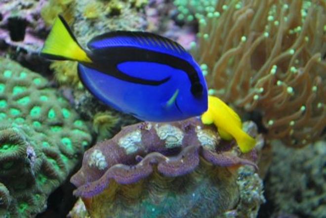saltwater fish - paracanthurus hepatus - blue tang stocking in 60 gallons tank - Blue Tang swimming along