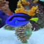 saltwater fish - paracanthurus hepatus - blue tang stocking in 60 gallons tank - Blue and Purple Tang swimming side by side