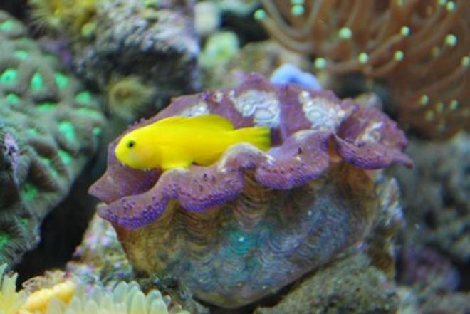 corals inverts - tridacna crocea - crocea clam stocking in 60 gallons tank - Hanging out in the clam
 (IF YOU DO NOT LIKE OUR PICTURES THEN YOU DO NOT HAVE TO LOOK AT THEM, BUT VOTING 0 IS VERY NEGATIVE ON YOUR PART) PLEASE JUST MOVE ON - THANKS!!!!