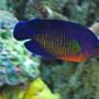 saltwater fish - centropyge bispinosa - coral beauty angelfish stocking in 60 gallons tank - Coral Beauty