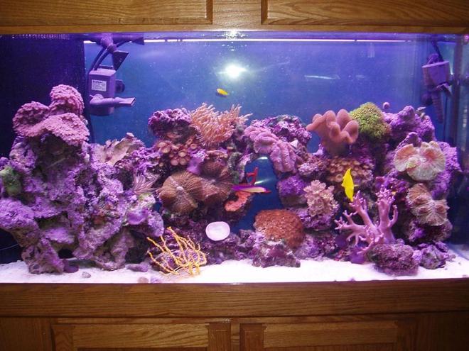 90 gallons reef tank (mostly live coral and fish) - 90 gallon reef tank