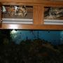 fish tank picture - Icecap 660 4-48in 110w VHO's plus 2-400w Metal Halides Yes I have a chiller, Yes you'll need a chiller.