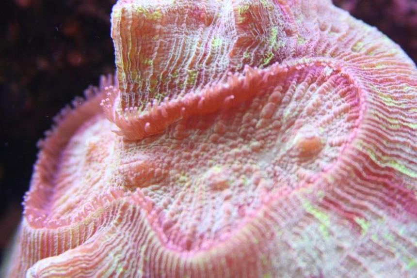 Rated #8: Corals Inverts - Trachyphyllia Geoffroyi - Brain Coral, Trachyphyllia Stocking In 90 Gallons Tank - Brain open