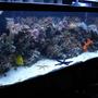 55 gallons reef tank (mostly live coral and fish) - picture of my reef tank by side