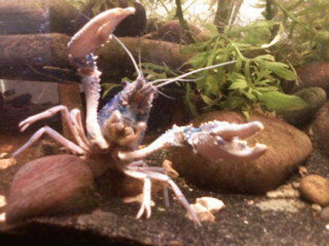 corals inverts - camposcia retusa - spider decorator crab stocking in 55 gallons tank - you wanna fuck with me???