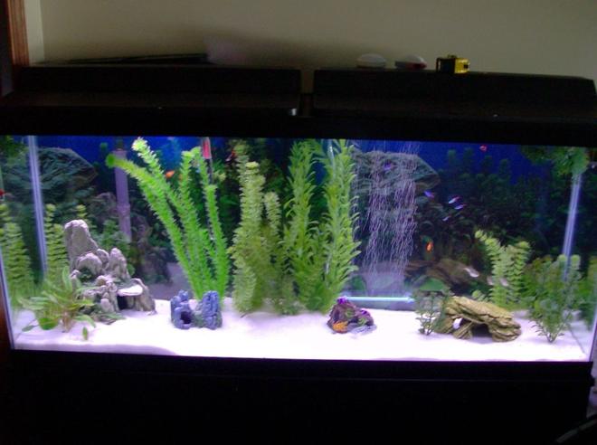 55 gallons freshwater fish tank (mostly fish and non-living decorations) - Tank as of July 7th '08