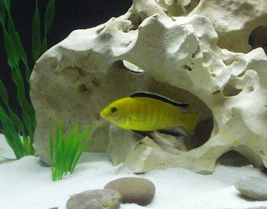 Rated #95: Freshwater Fish - Labidochromis Caeruleus - Electric Yellow Cichlid Stocking In 20 Gallons Tank - Electric Yellow Cichlid