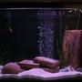 fish tank picture - Same tank just before I added more rocks and plants. 1st setup