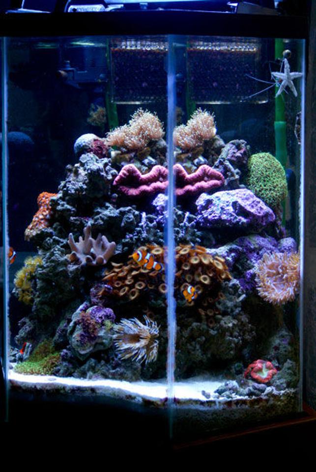 30 gallons reef tank (mostly live coral and fish) - This is what my tank looked like a few months ago BEFORE I made the mistake of adding an evil camel shrimp that developed an apetite for corals.  I finally had to break down the tank to get him out after he ate almost everything.  The tank is currently on the road to recovery.