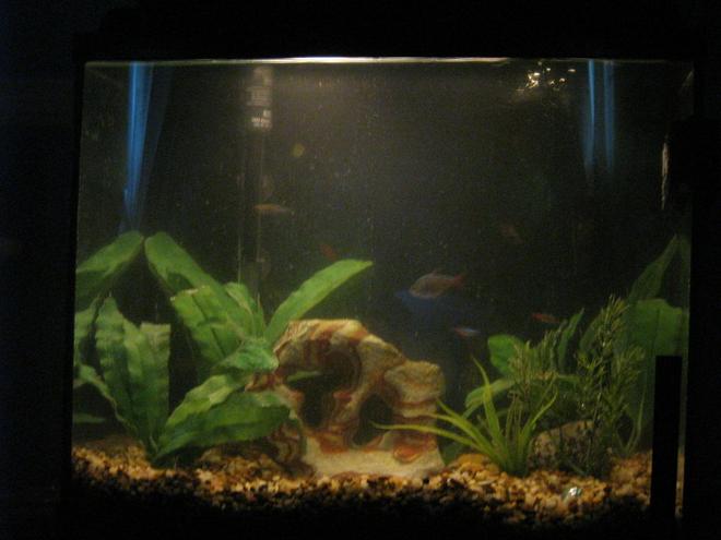 15 gallons planted tank (mostly live plants and fish) - My new tank, tetras, gouramis, and and a pleco. Please give me a 10 rating!!