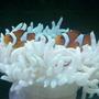 corals inverts - condylactis gigantea - condy anemone stocking in 80 gallons tank - cody clowns