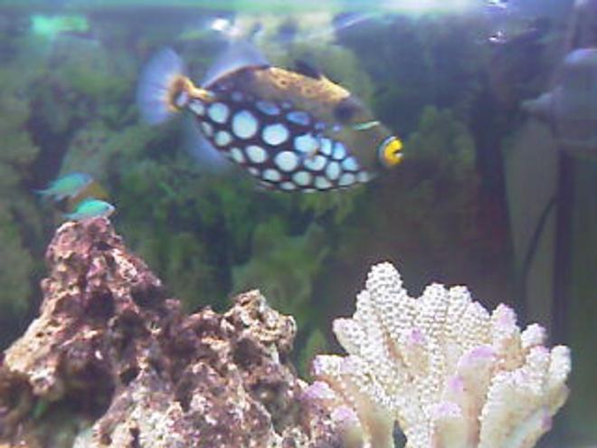 saltwater fish - balistoides conspicillum - clown triggerfish stocking in 75 gallons tank - Buddy,my clowntrigger.