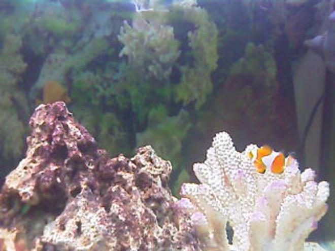 saltwater fish - amphiprion percula - true percula clownfish stocking in 75 gallons tank - My clownfish.