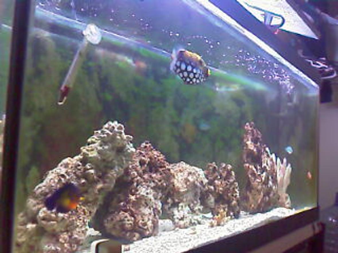 fish tank picture - side view,my coral beauty and trigger.