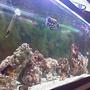 fish tank picture - side view,my coral beauty and trigger.