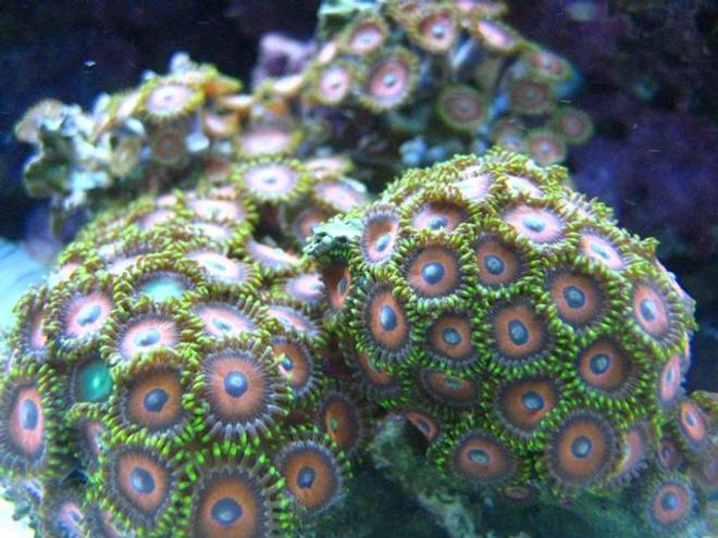corals inverts - zoanthus sp. - eagle eye zoanthids stocking in 46 gallons tank - Eagle Eye Zoanthids